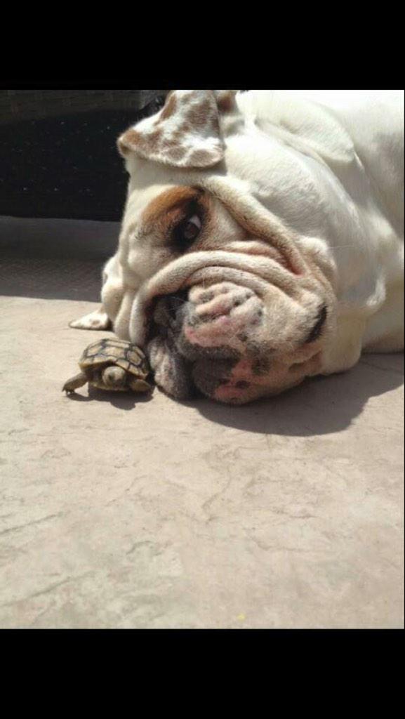 ShellBellParlin's tweet photo. @smaashhhh look at it! Looooook at it!!! http://t.co/koWhBYXzsh