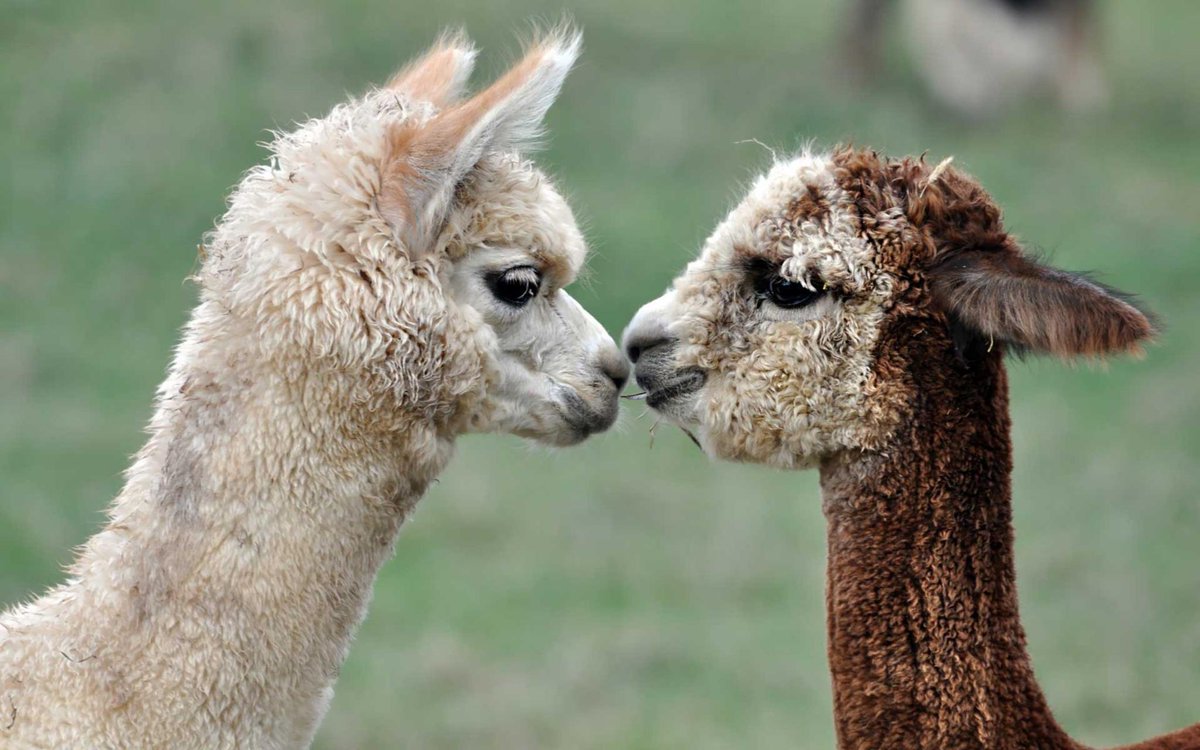 Alpaca Group NW tweet media