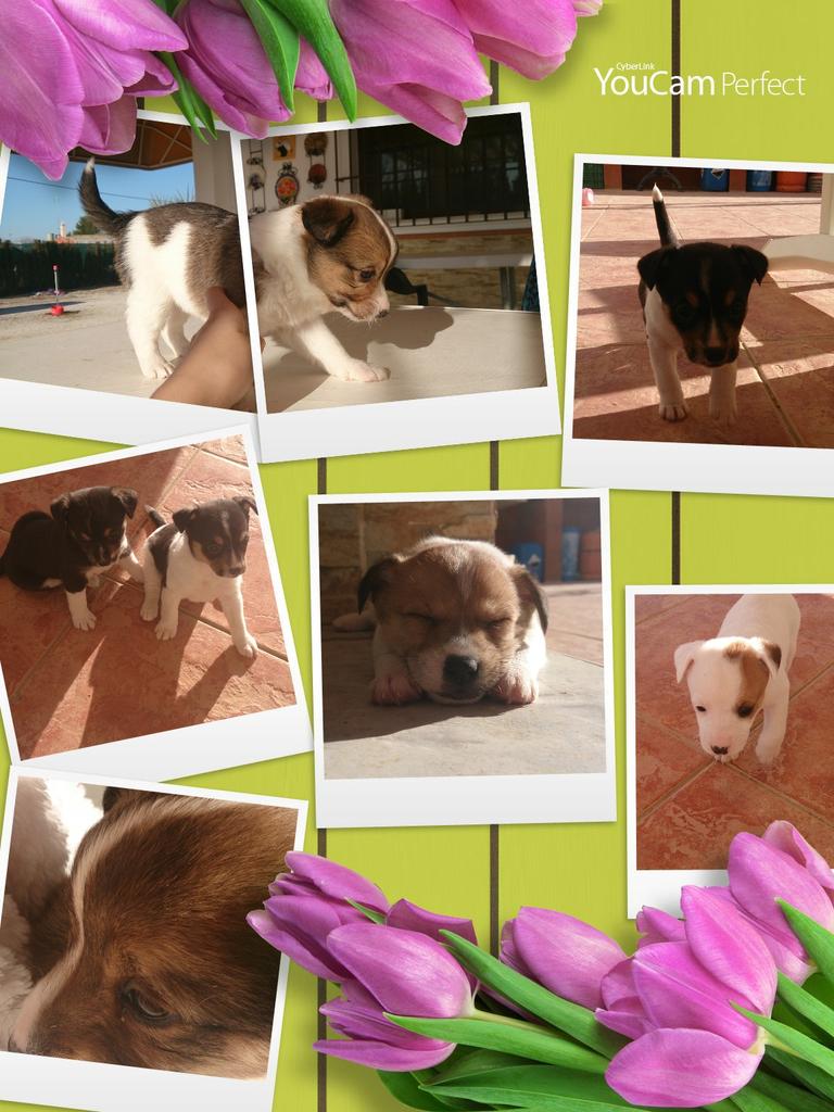 Silviiapiink's tweet photo. @adoptaperrosba 6 cachorritos bodeguero buscan un hogar. Hay 3 machos y 3 hembrs. Ayudenme xfavor a difundirlos. http://t.co/1w0JkKvtNT
