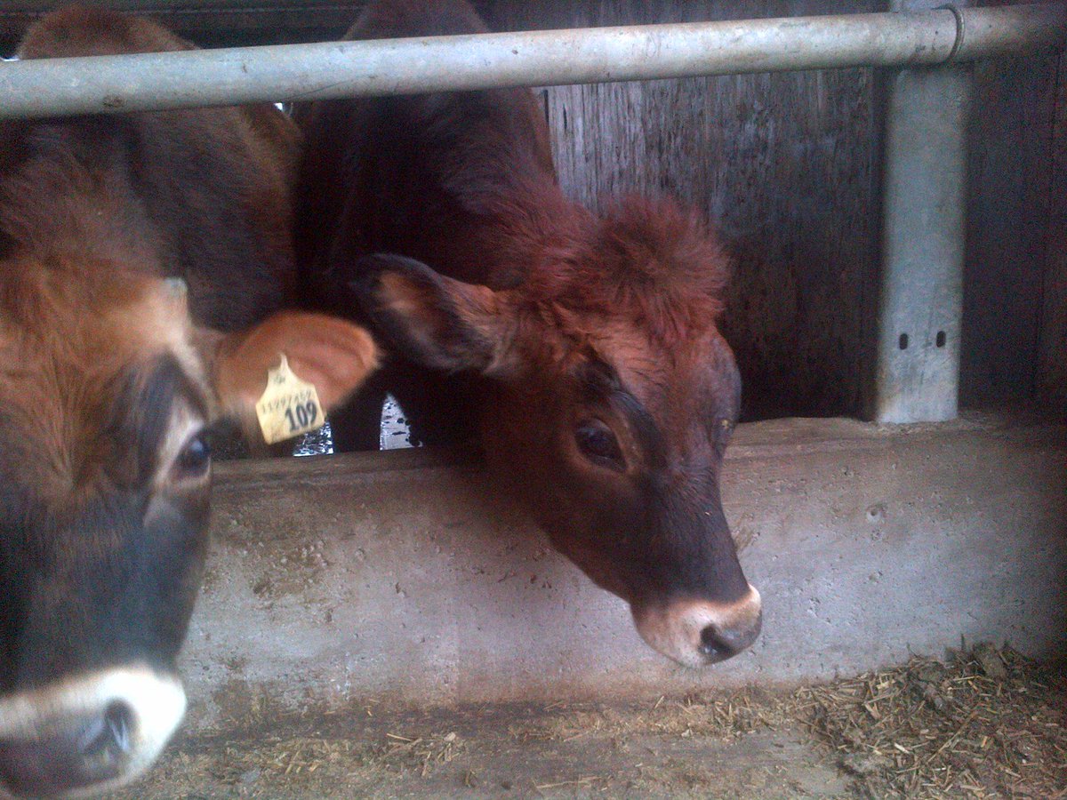 Someone is having a bad hair day! Or a good one, depending on how you look at it! #jerseysrock