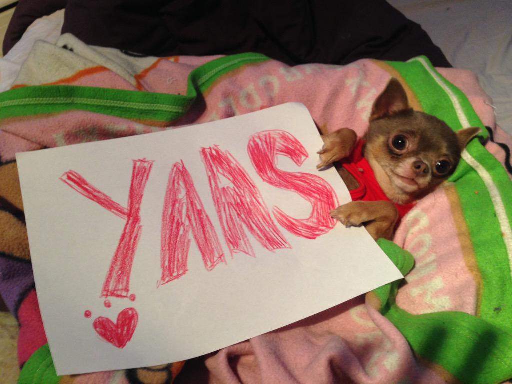 Marissagreen_16's tweet photo. when teddy asks trixie to prom ❤️🐾 http://t.co/yE8hvuYKFj