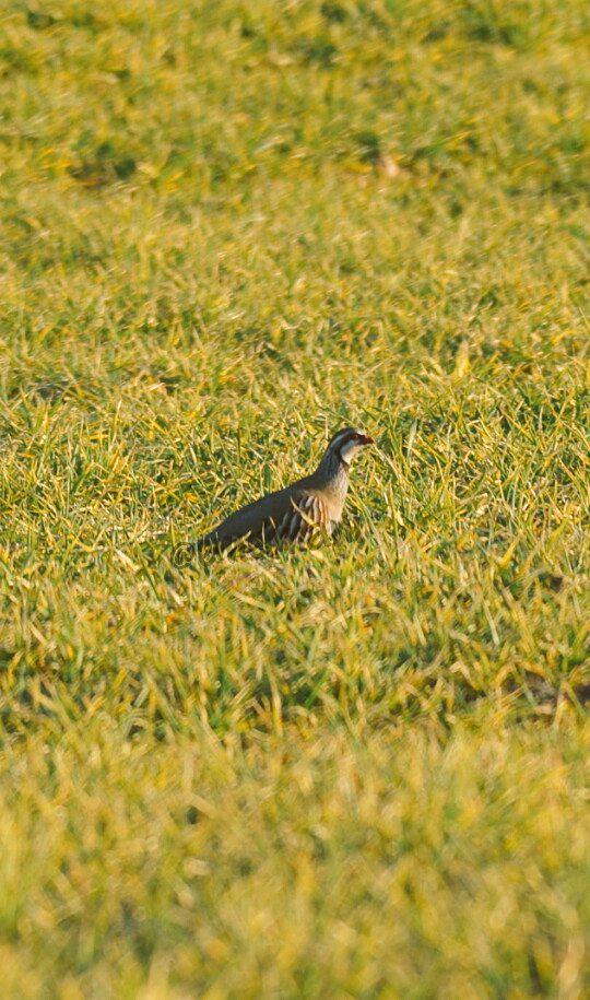 #Caza Bonita tarde de campo, inmortalizando a la reina de la caza menor, la Perdiz Roja, ya emparejadas. #CazaMenor