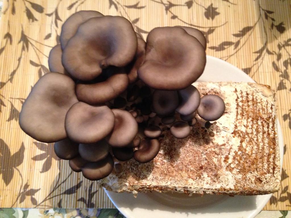 hmeceducator's tweet photo. Trying out my #minimushroomfarm I think I can use it with my students! #bced #sd36learn #SurreyHomeEc #thesaorg http://t.co/0r6aTT9vcN