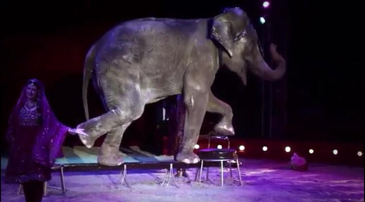 PartidoPACMA's tweet photo. ¡Dale al Play si estás en contra del circo con animales y si te gusta el videoclip RT! https://t.co/lloUobvYDE http://t.co/0zHjNLDSHY