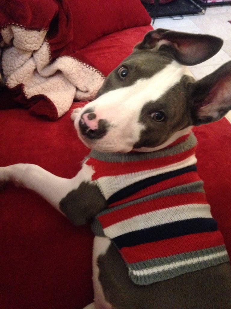 RemingtonsAce's tweet photo. Just #lounging #rainyday #stripes #sweater http://t.co/E0VadrDGCI