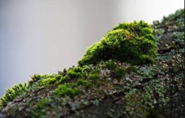 kajakirsebom's tweet photo. Rasjoneringsdietten #kampenomtungtvannet http://t.co/uuZAtTp73S