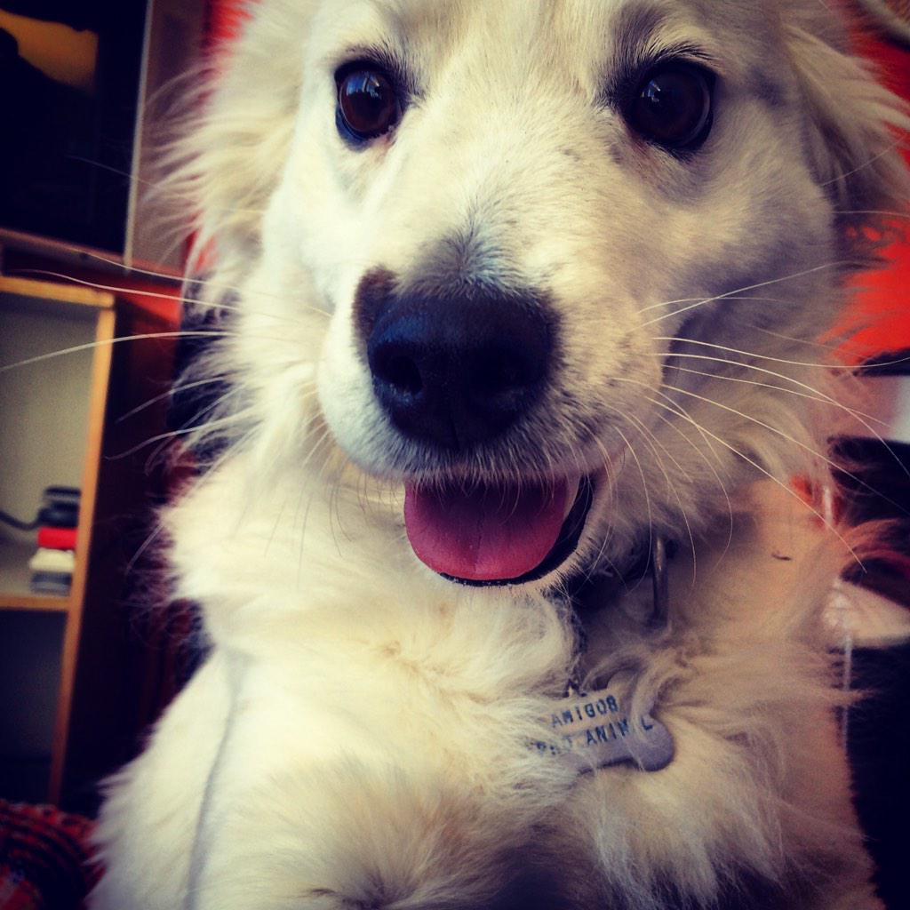 AmigosProAnimal's tweet photo. Conoce y adopta a Hope, vela en su #selfie #dogfie #selfdog http://t.co/BS5B5dniIL