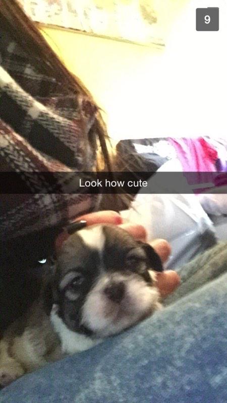 CyprusSaxton's tweet photo. Very much falling in love with my new pup🐶 http://t.co/27tV8PbfSW
