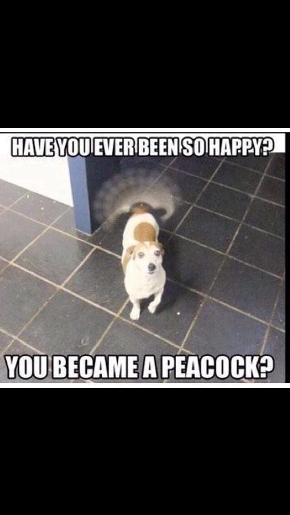 SarcasmOnly101's tweet photo. #saecasm #funny #jokes #lol http://t.co/tx8T3Nw40B