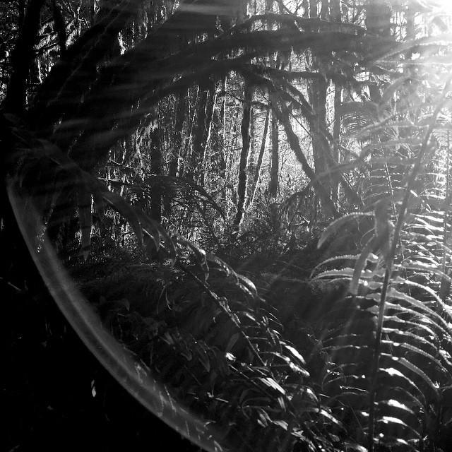JasonDAdams's tweet photo. #Oregon #forest #woods #hiking #coastrange #trees #portland #pdx #pnw #ferns #foilage #b... http://t.co/1Lg8VlCRIe http://t.co/bJOmQhryuK