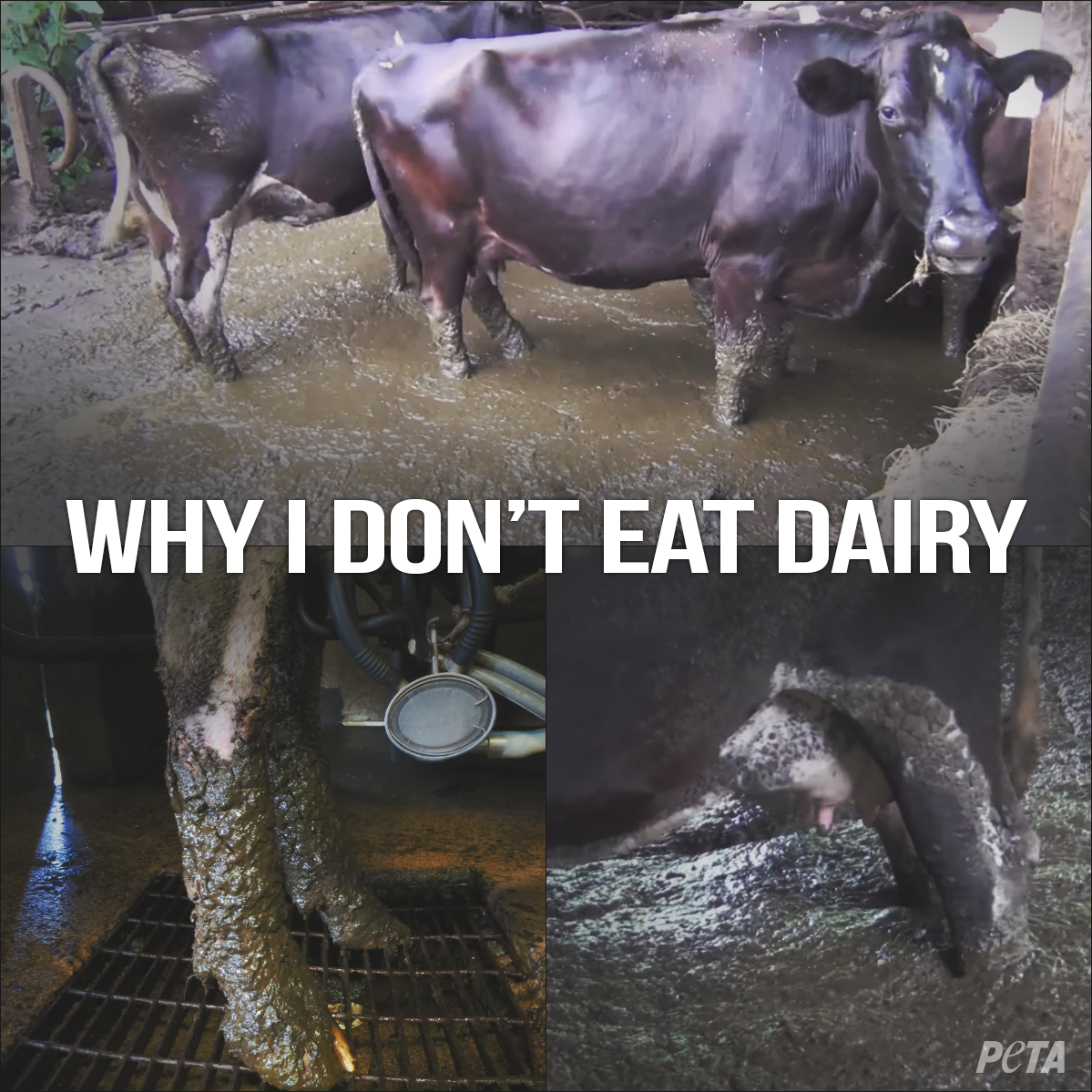 peta tweet picture