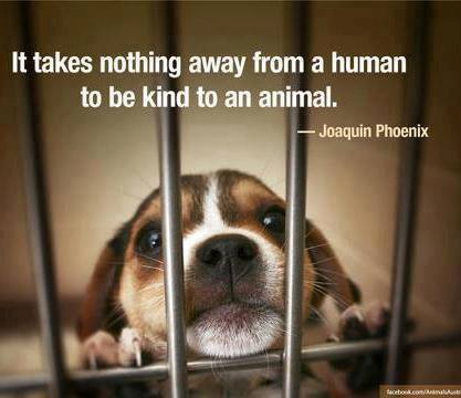 UnitetoCare's tweet photo. I've always adored #JoaquinPhoenix. Love this photo the @LeapingBunny put up. #LabBeagles #AnimalTesting #AstraZeneca http://t.co/hi35YDUqjm
