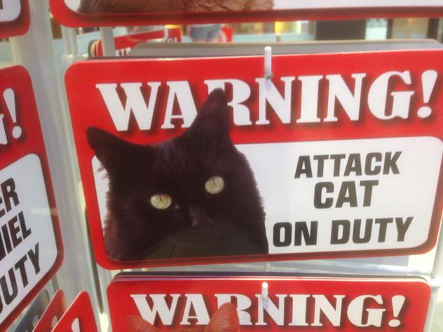 notaskimmer's tweet photo. #matthaveyoulostyourcat http://t.co/BY2CP0EK20