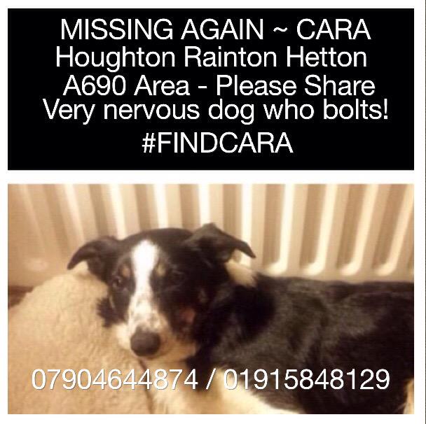 Denise_1963's tweet photo. Please RT #FINDCARA #joespond #RaintonMeadows #lostdog @MissingPetsGB @yourdog @RaintonMeadowsA DURHAM HOUGHTON http://t.co/TzJt9y5ap4
