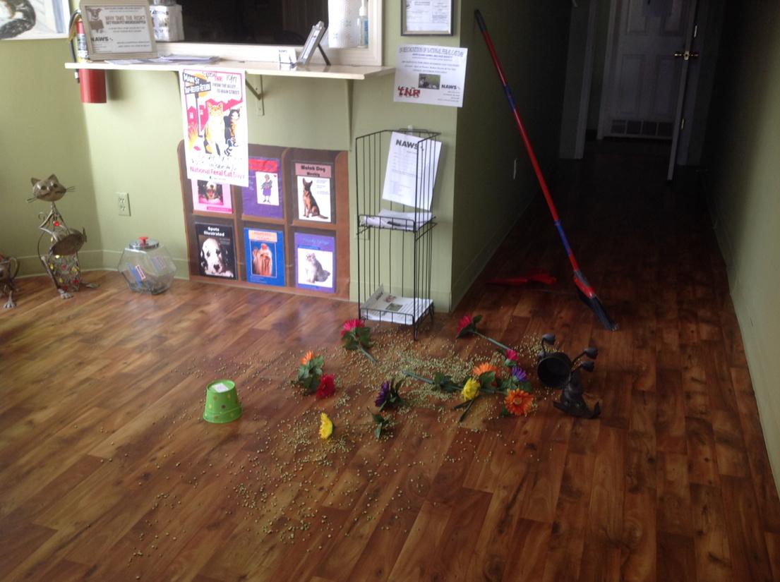 aerobie's tweet photo. #Cliniccatbigmessinlobby http://t.co/arKYBRPQW8
