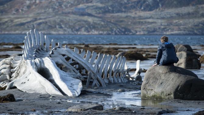 The winner of Best Foreign Language Film is LEVIATHAN.