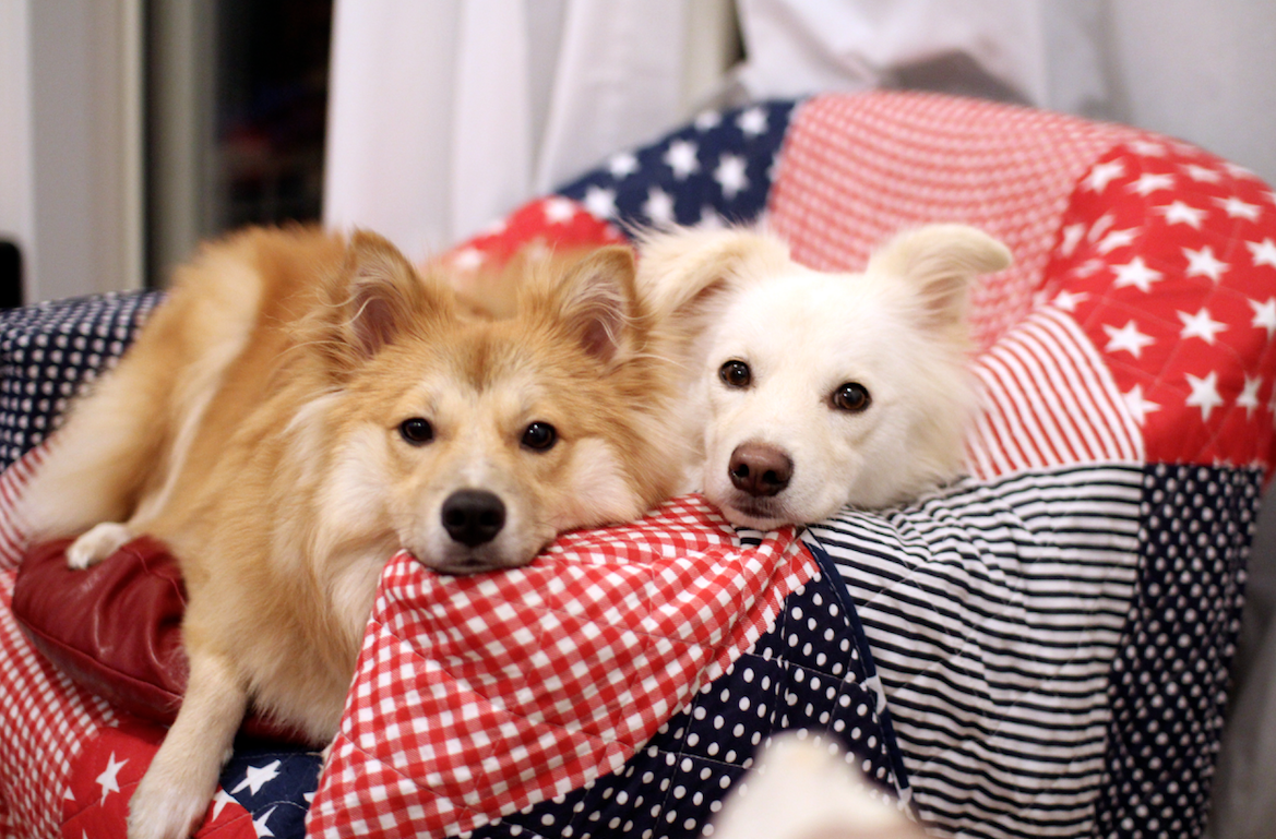 いぬのきもち ねこのきもち 犬のはなし 穴澤さんとダイワハウスさんの 犬と人が快適に暮らすための家づくり 第2回が公開になってますよ 住宅展示場でイメージが膨らみ楽しそうな穴澤さん Http T Co Qikzfd8evs Http T Co Uyi3lrdhtc