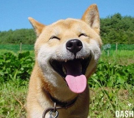 [2015.01.10 새벽편지] 개들의 축제에서 바보 상을 탄 개가 있었다. 도둑이 왔는데 짖지 않고,꼬리만 치고 있었기 때문이다. zcc.kr/bb3h0ff0s1 #새벽편지 #개 #바보 #꼬리 #유머