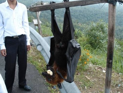 大きな生き物 Twitter Search Twitter