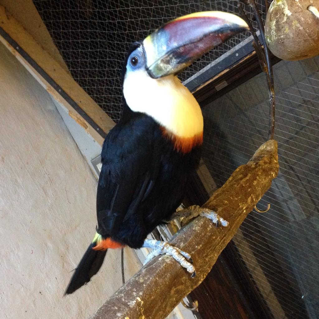 鳥充してきた('8` )② 