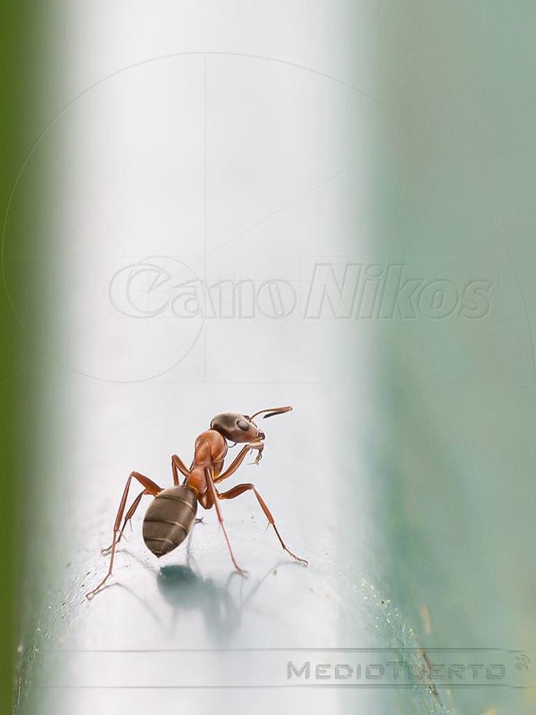 canonikos_photo's tweet photo. "Ant-ipática" by @MedioTuerto 

300 mm. eq., f/8, 1/160, ISO800
#canonikos 

En Facebook: https://t.co/Gn8Uf4hBve http://t.co/KA8wXcDMXs