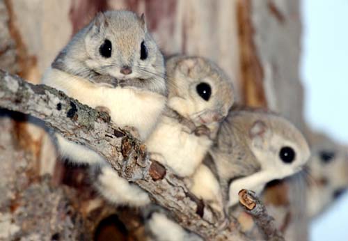 Flipopular's tweet photo. 9 Exotic Adorable Animals That You Probably Have Never Seen http://t.co/YZCQKo9Ddu http://t.co/nkcRsUUGxO