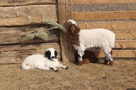 Сүхбаатар аймаг 2,8 сая толгой малтай болов.mass.mn/n/25956