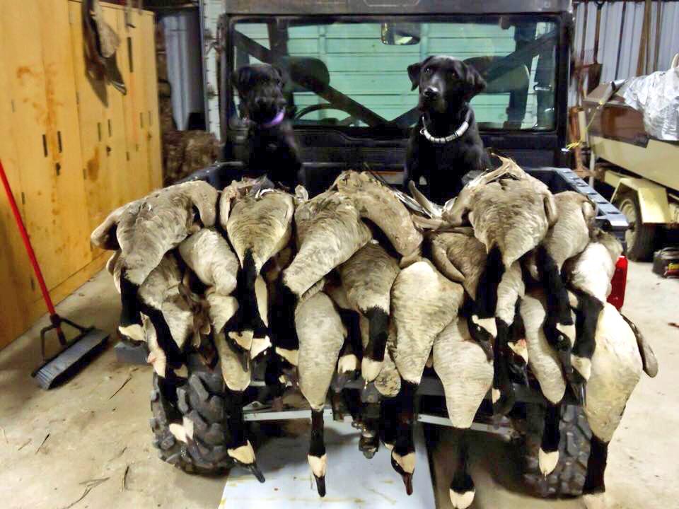 FowlMasters's tweet photo. @ZinkCallsAvianX @RigEmRight @GoDogEnergy @RNTCalls the Dowling boys did some work Saturday morning! 3man limit http://t.co/Cbz7BHEK8v