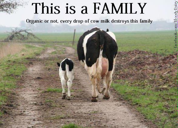 mdvegevents1's tweet photo. Dairy equals cruelty #NealsYardDairy #DairyGood #farm365 http://t.co/gRqe7LUeM2