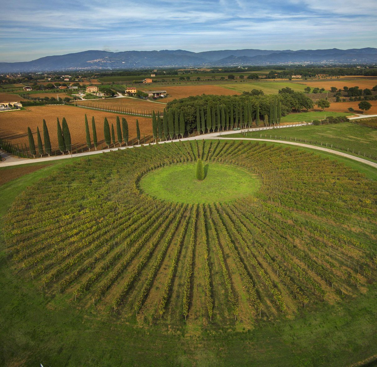 avignonesi's tweet photo. Dreaming of spring: The round vineyard. #Sangiovese #densityexperiment #VinoNobile #airpic #greenlife http://t.co/UPvaHolG3P