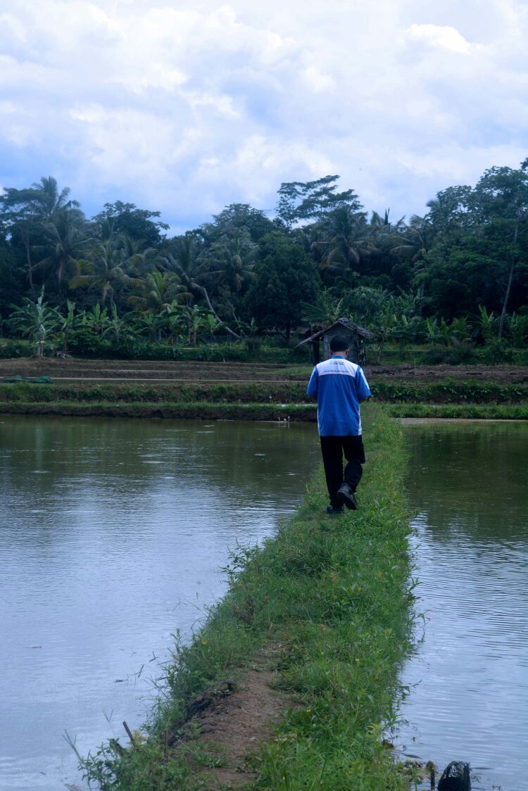 AsmarAzs's tweet image. Melintas pematang.. #ciseeng @iyankeren @dpudt_jakarta