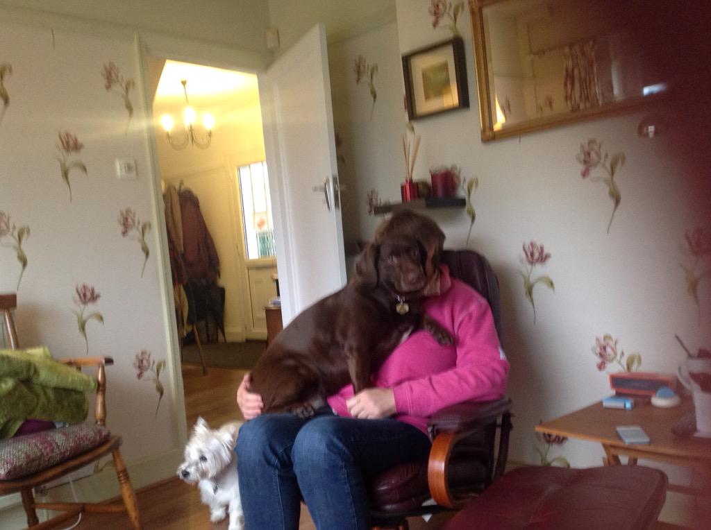 megtherectory's tweet photo. #CrazyDaisy and #villagevicar visiting. #CrazyDaisy thought she should be top dog in MY house. #inherdreams http://t.co/JhBlaO0WIt