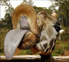 WBShoreditch's tweet photo. 'Everyone has a unique tongue-print, just like finger print'

http://t.co/aqUv9NWBcl morning fact of the day http://t.co/E25BxwU7Cf