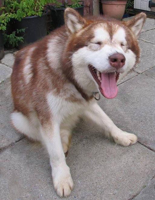 #HappyMap Our rescue dog Bailey who was in foster with us but we adopted him Xmas day