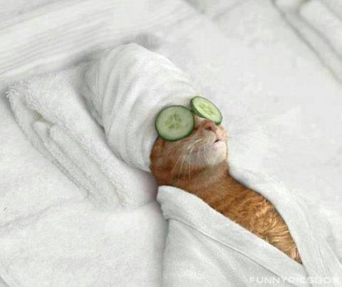 catsworldlife's tweet photo. Somewhere in the tropics... #CatsOfTwitter  #cats http://t.co/o6wfkEgGop