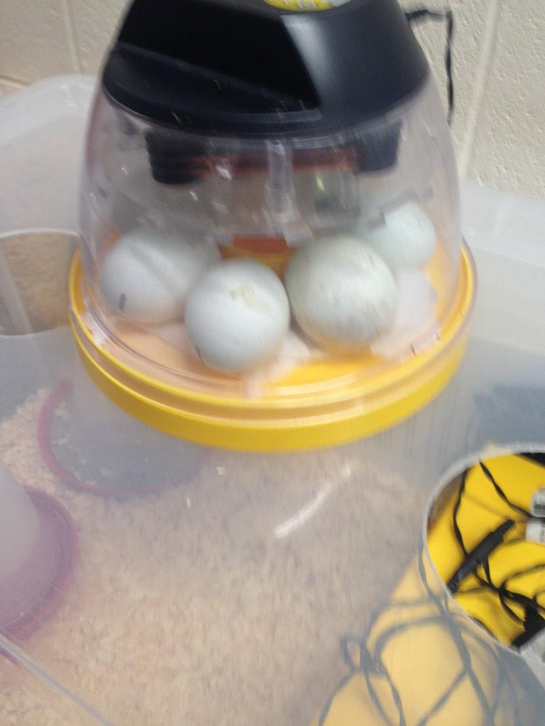 WelfordPrimary's tweet image. Reception can't wait for their duck eggs to hatch. #FocusWeek