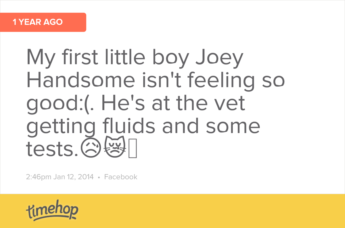 ashmnearby's tweet photo. This was a scary time.  Luckily, Joey Handsome is back fat and happy now thanks to 3 days at the ER and some proz... http://t.co/S9qIz3xg2d