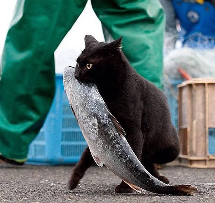catsworldlife's tweet photo. Today's lunch. Bon appetit! #cats http://t.co/BMimME5OuG