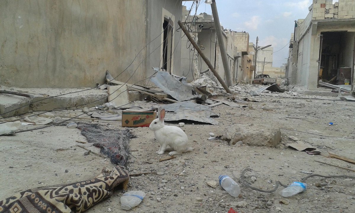 serhedkobani's tweet photo. برغم من الدمار إلا أن السلام والمحبة مازال يخوب كوباني الصورة بشارع كومرك . بعدستي

 كوباني عين العرب عين الأسلام http://t.co/vLoTWMTZrv