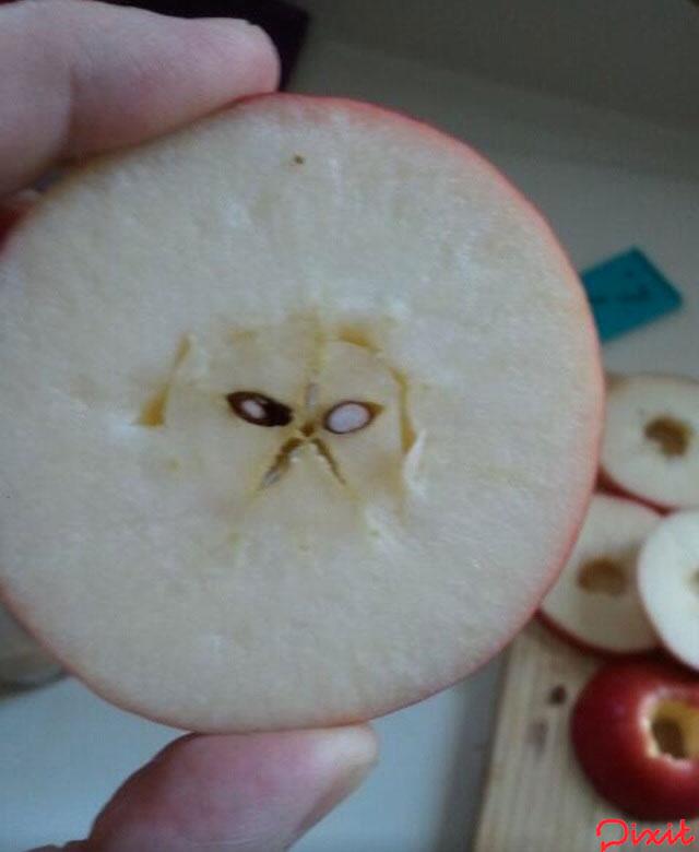 pixit's tweet photo. Grumpy Cat appeared in an apple - move over, J-man, looks like we've got a new lord and savior http://t.co/TU1J3TP6Vg