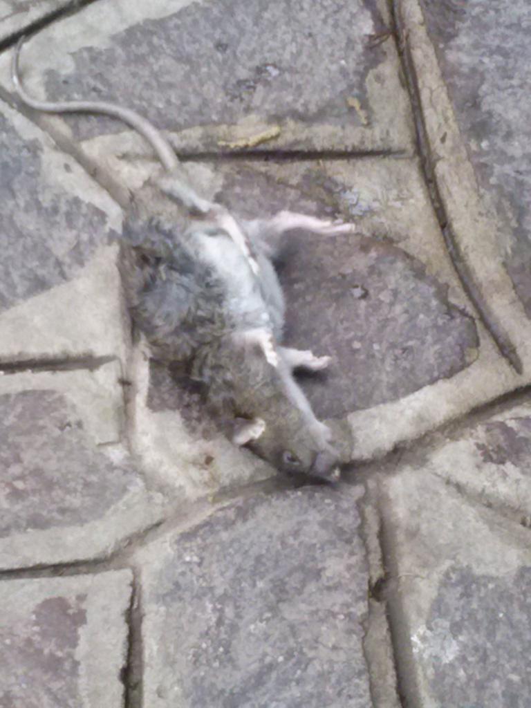 GDoro91's tweet image. Ho trovato un topo morto mentre andavo a scuola! Non é carino?