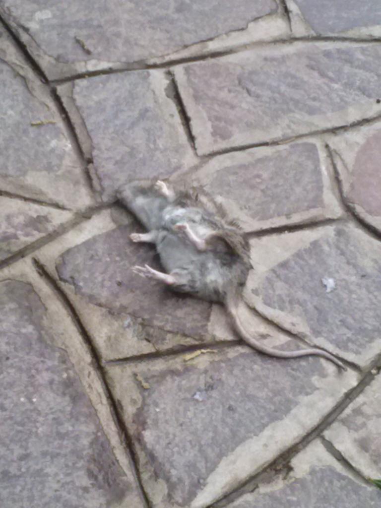 GDoro91's tweet image. Ho trovato un topo morto mentre andavo a scuola! Non é carino?