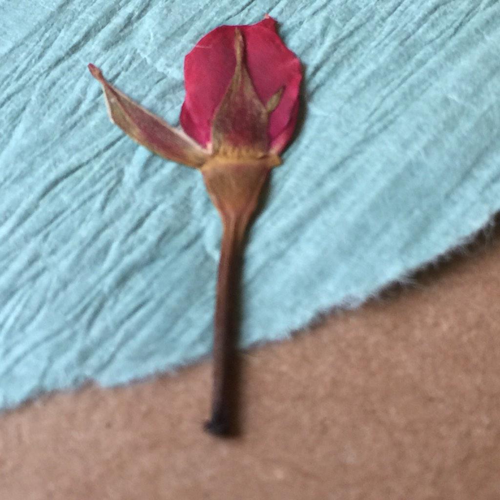 Fromjoancards's tweet photo. My pressed flower cards are now available on #etsy https://t.co/XY647hUYCa http://t.co/PCj8shOJrf