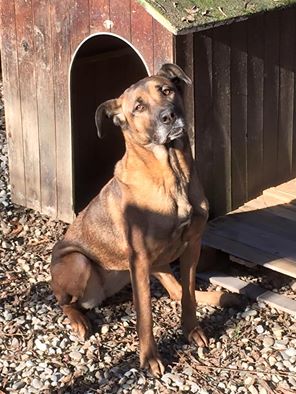 Sono Elena, meravigliosa cagnolona in cerca di una famiglia senza bimbi piccoli! 3479114996