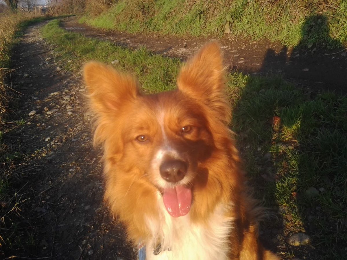 Sono Chucky, ho solo tre anni e sono piccino, solo 12 kg. Mi vieni a prendere?
3479114996