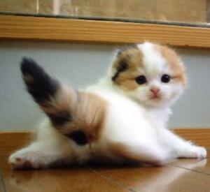 granpa782's tweet photo. きゃあああo(*･ﾛ･*)o、えっち～！

#キュンってきたらRT
#ふぁぼしてくれたらフォローする https://t.co/ohj9Xx0vyE
