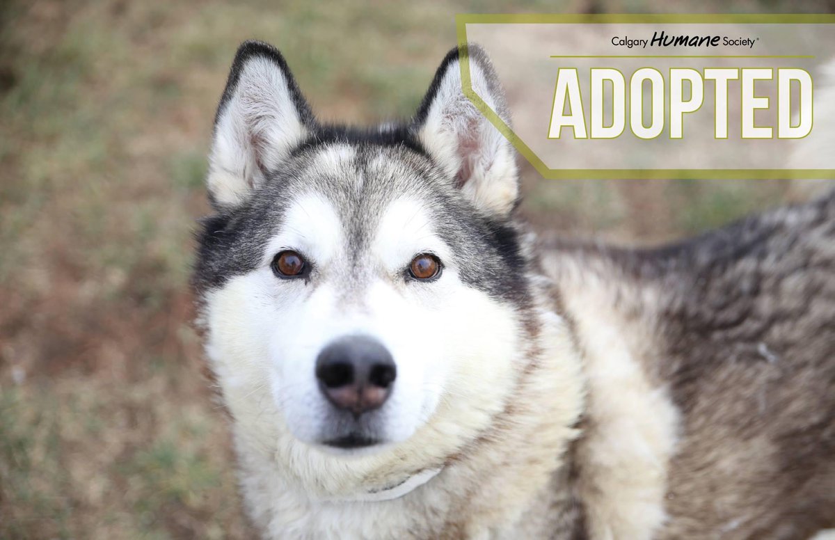 Big Beau was one of the 79 animals adopted last week at CHS!