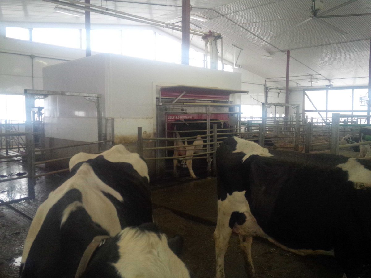 daryltaylor29's tweet image. Sunnybrook Farms average 45 kgs milk on #lelyrobot using Shurgain probotic dairypellets. #SGTopproducer