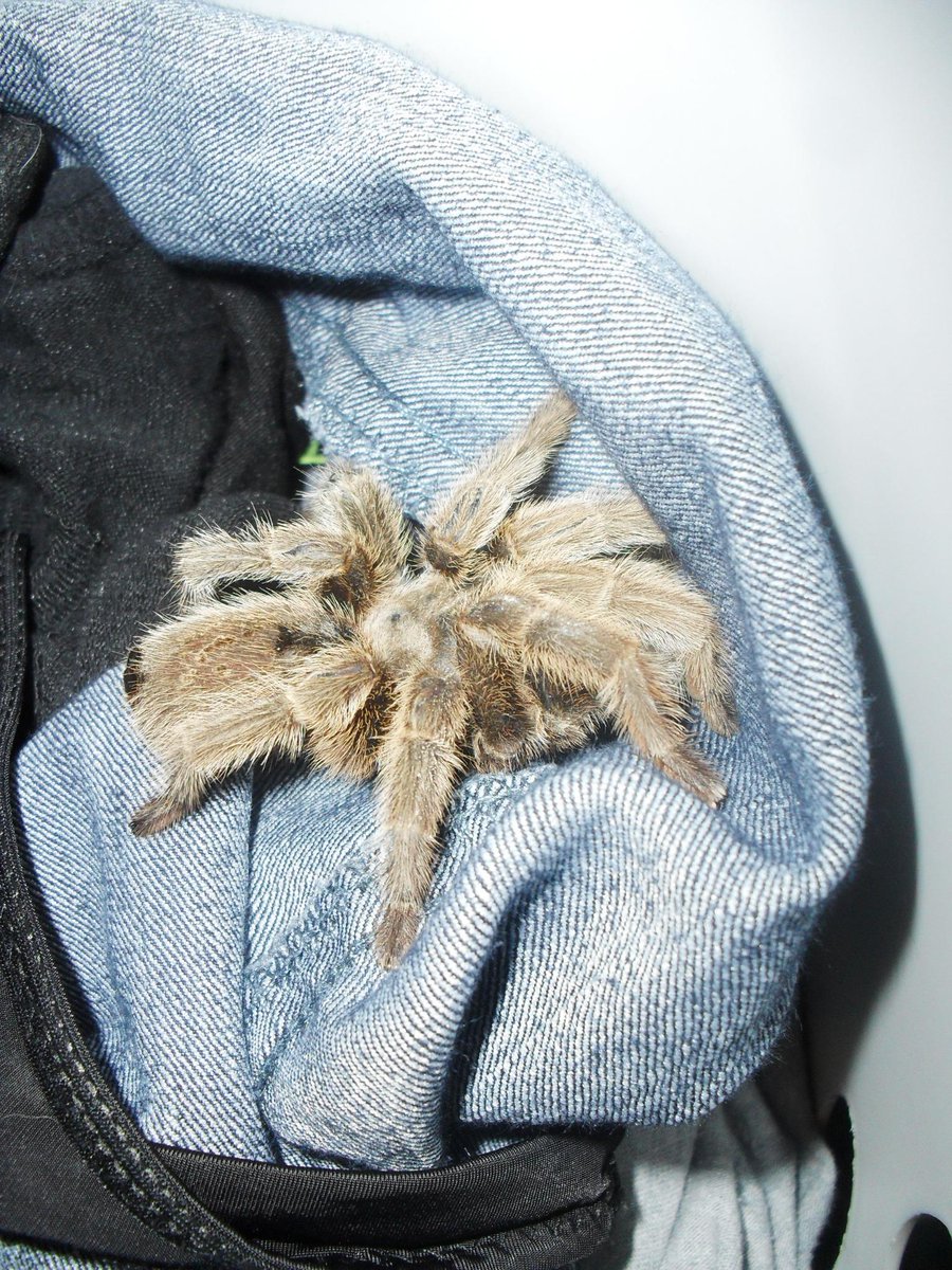 Tarantulagirl98's tweet photo. He was cuddled in my laumdry last night :) he's so cute. He's my favorite t. <3 #tarantula #cute #tluv #adorable http://t.co/wJFGsbHc1q