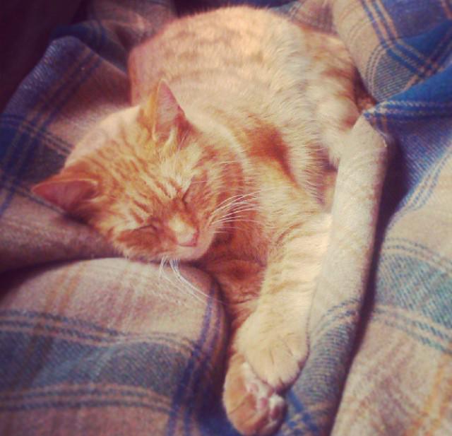 LydiaMayFrench's tweet photo. Horatio is happy to hear it's #KissAGingerDay !!  #GingerDay #gingercat #happycat http://t.co/FNaa9NfICx